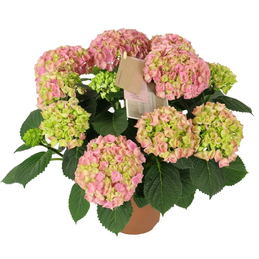 Гортензия Крупнолистная Хай Ривер Пинк Hydrangea Macrophylla Hi River Pink