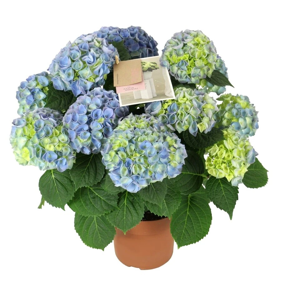 Гортензия Крупнолистная Хай Ривер Блю Hydrangea Macrophylla Hi River Blue