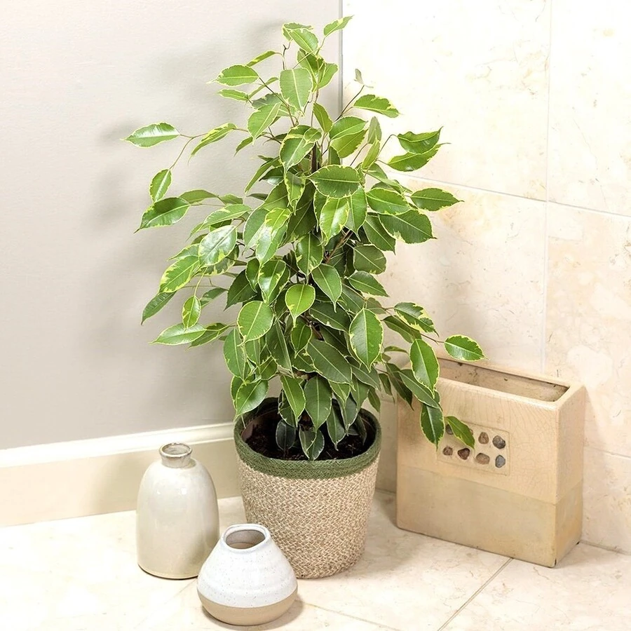 Фикус Бенджамина Голден Кинг Ficus Benjamina Golden King