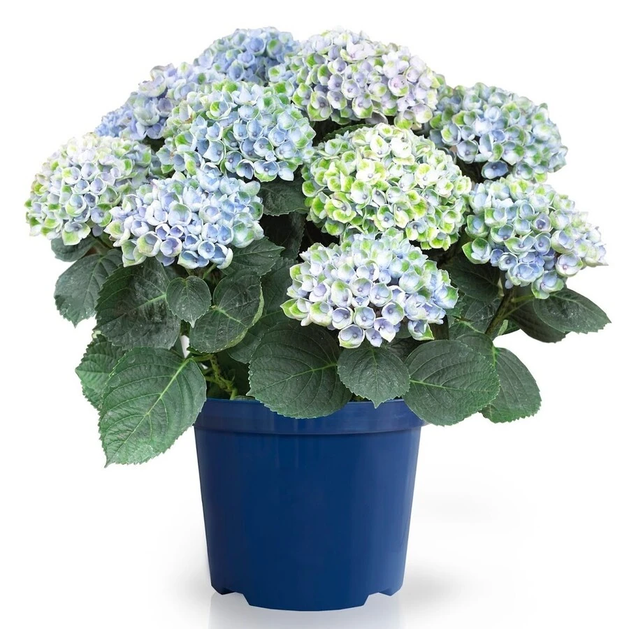Гортензия Крупнолистная Меджикал Революшн Блю Hydrangea Macrophylla Magical Revolution Blue 