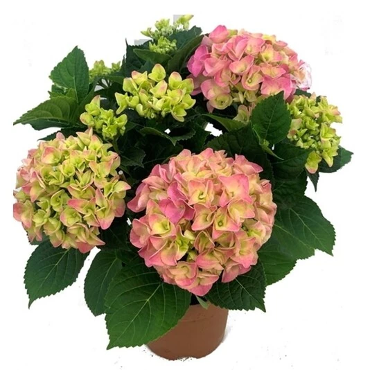 Гортензия Крупнолистная Хай Файер Пинк Hydrangea macrophylla Hi Fire Pink