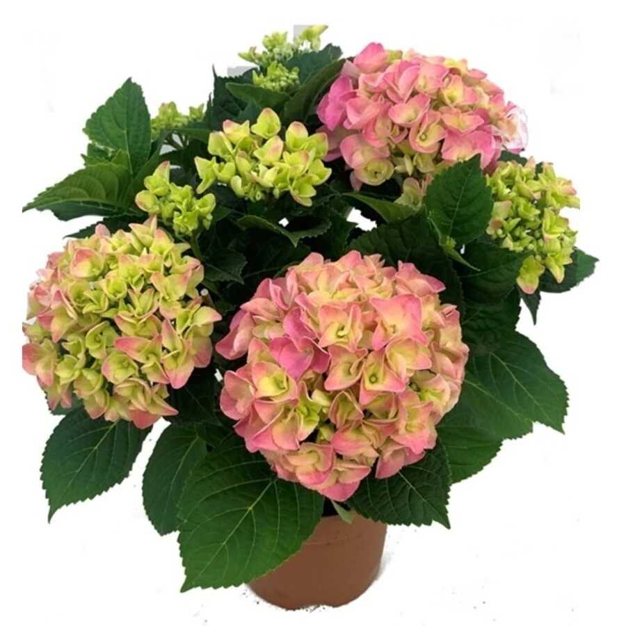 Гортензия Крупнолистная Хай Файер Пинк Hydrangea macrophylla Hi Fire Pink