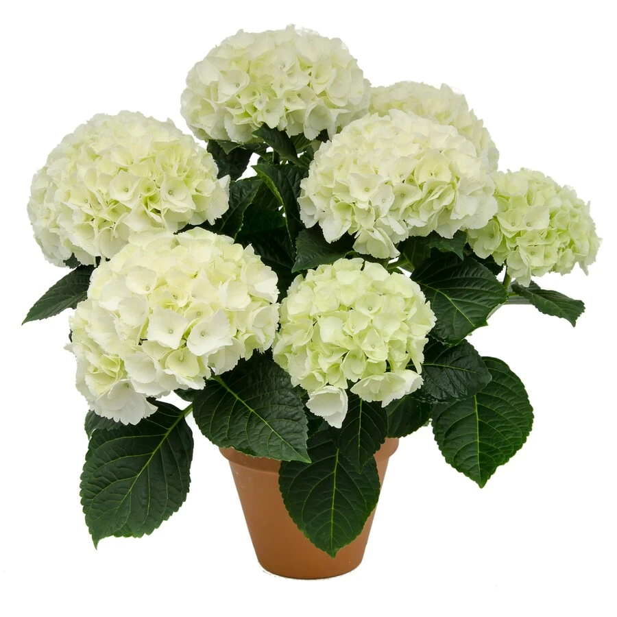 Гортензия Крупнолистная Вайт Hydrangea macrophylla White
