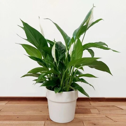Спатифиллум Алана Spathiphyllum Alana