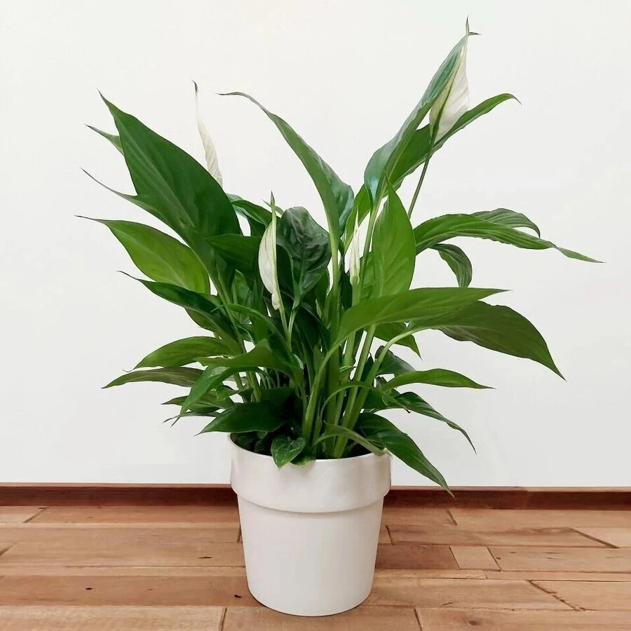 Спатифиллум Алана Spathiphyllum Alana