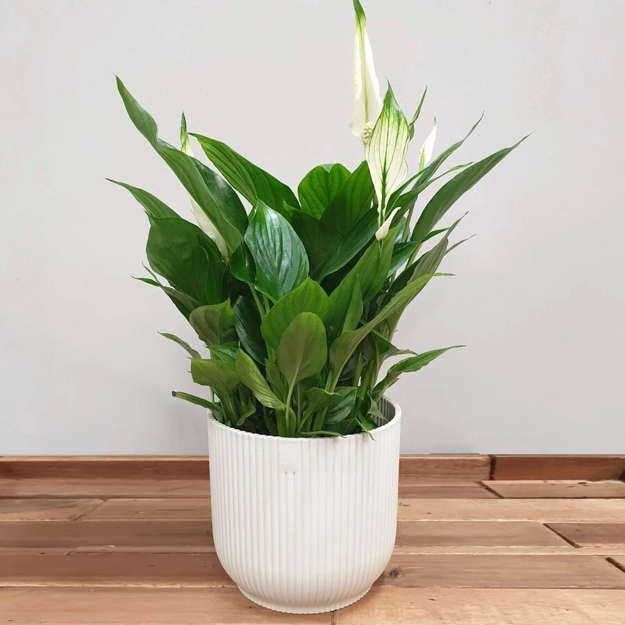 Спатифиллум Беллини Spathiphyllum Bellini