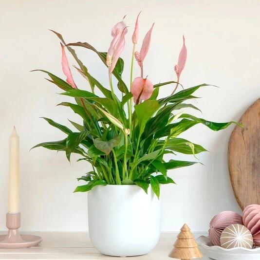 Спатифиллум Беллини Пинк Spathiphyllum Bellini Pink
