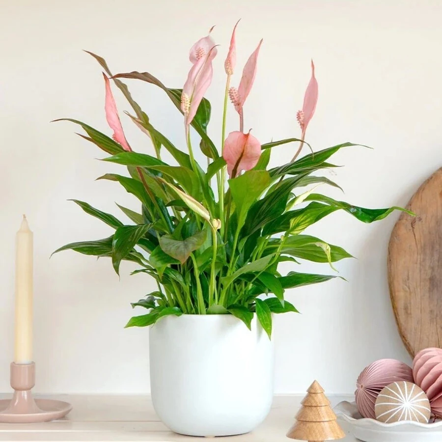 Спатифиллум Беллини Пинк Spathiphyllum Bellini Pink