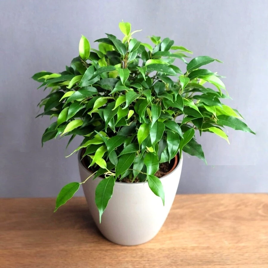 Фикус Бенджамина Грин Кинки Ficus Benjamina Green Kinky