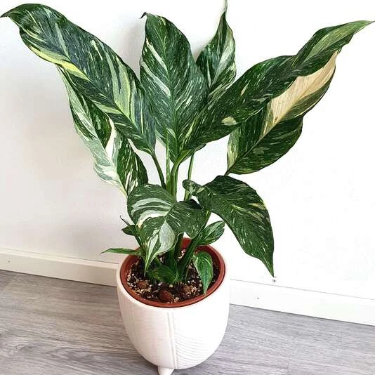 Спатифиллум Даймонд Вариегата Spathiphyllum Diamond Variegata