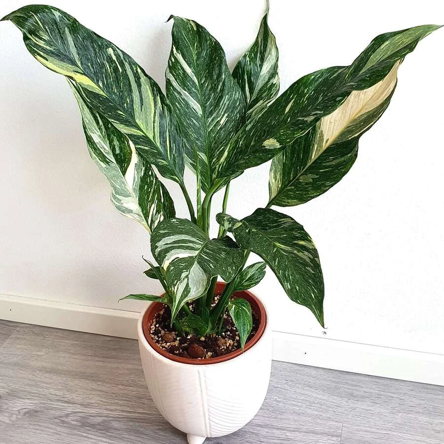 Спатифиллум Даймонд Вариегата Spathiphyllum Diamond Variegata