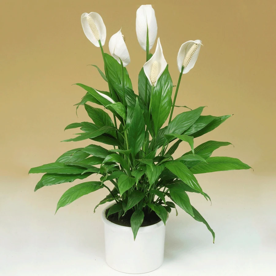 Спатифиллум Пико Купидо Spathiphyllum Pico Cupido