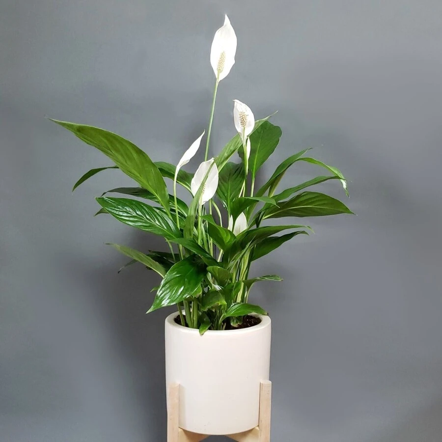 Спатифиллум Перл Купидо Spathiphyllum Pearl Cupido