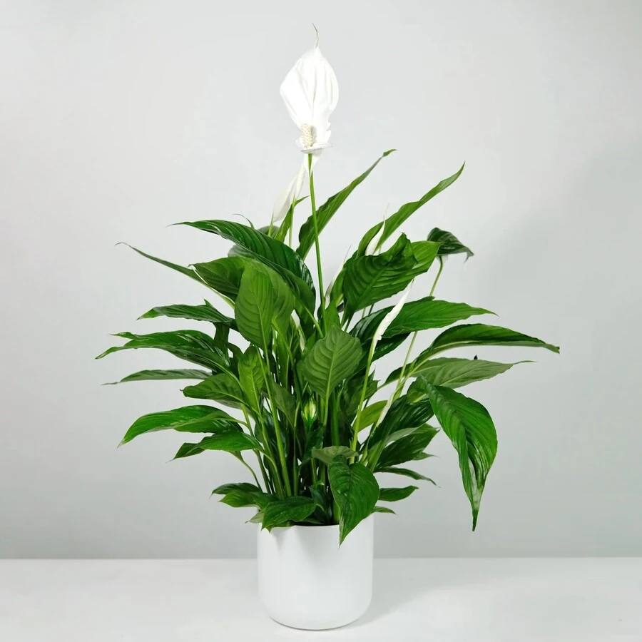 Спатифиллум Штраусс Spathiphyllum Strauss