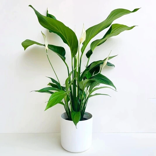 Спатифиллум Беллини декорум  Spathiphyllum Bellinni decorum