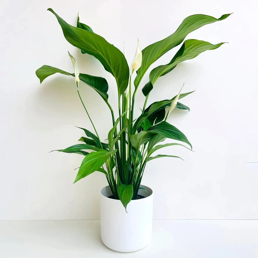 Спатифиллум Беллини декорум  Spathiphyllum Bellinni decorum