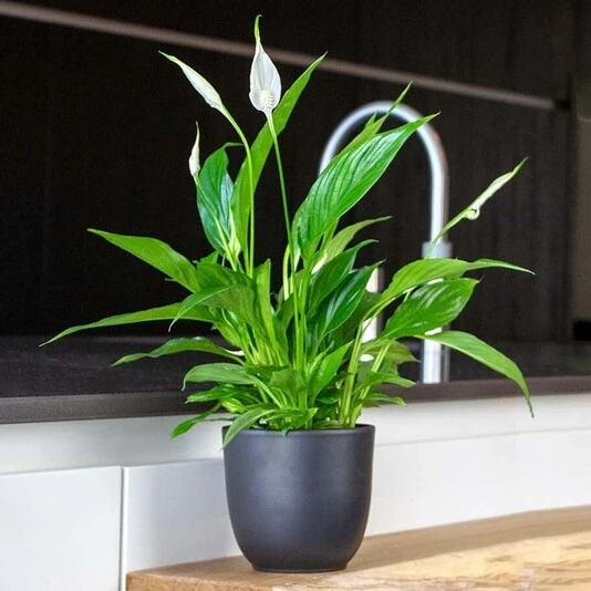 Спатифиллум Торелли Spathiphyllum Torelli
