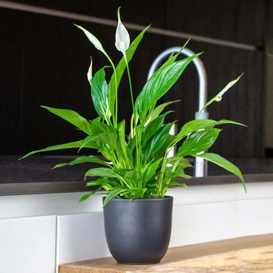 Спатифиллум Торелли Spathiphyllum Torelli