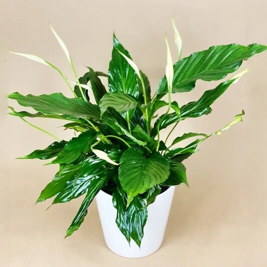 Спатифиллум Юнико Купидо Spathiphyllum Unico Cupido