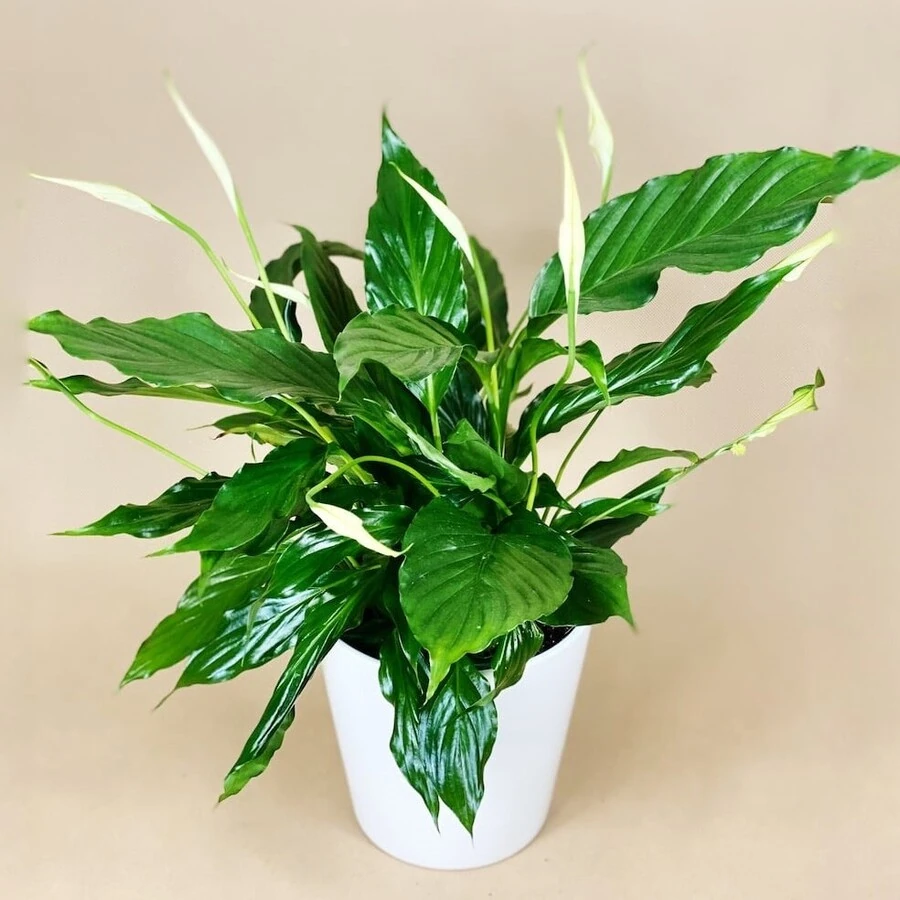 Спатифиллум Юнико Купидо Spathiphyllum Unico Cupido
