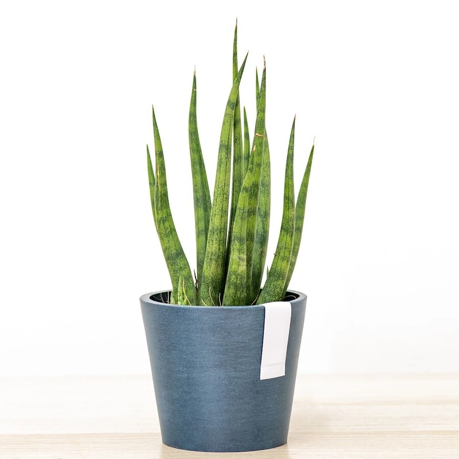 Сансевиерия  Фернвуд  Микадо Sansevieria Fernwood Mikado