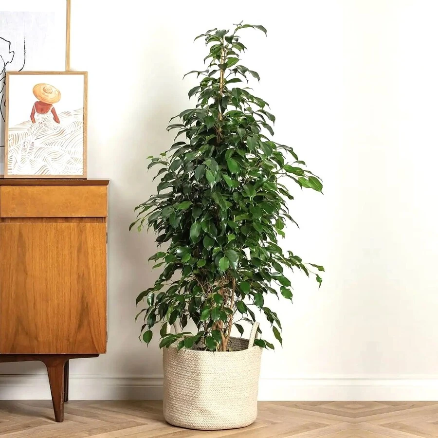 Фикус Бенджамина Даниэль Ficus Benjamina Danielle