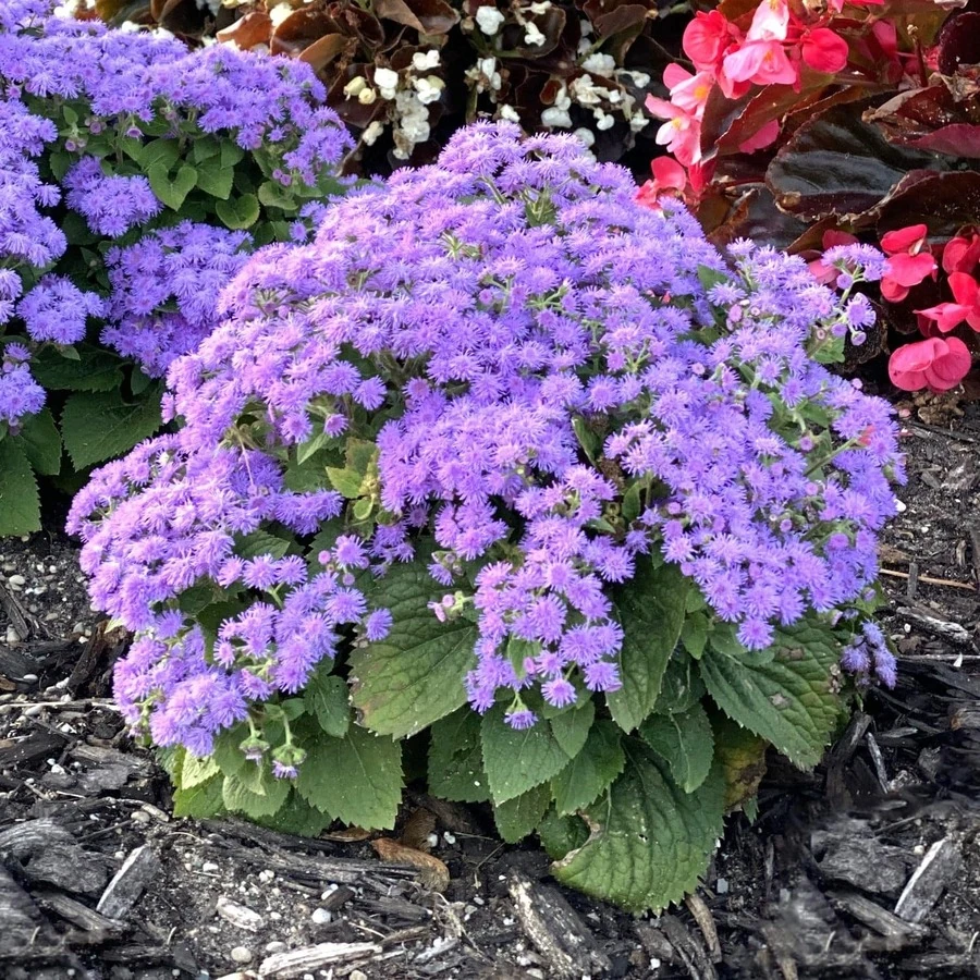 Агератум Ageratum