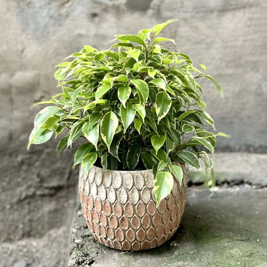 Фикус Бенджамина Кинки Ficus Benjamina Kinky