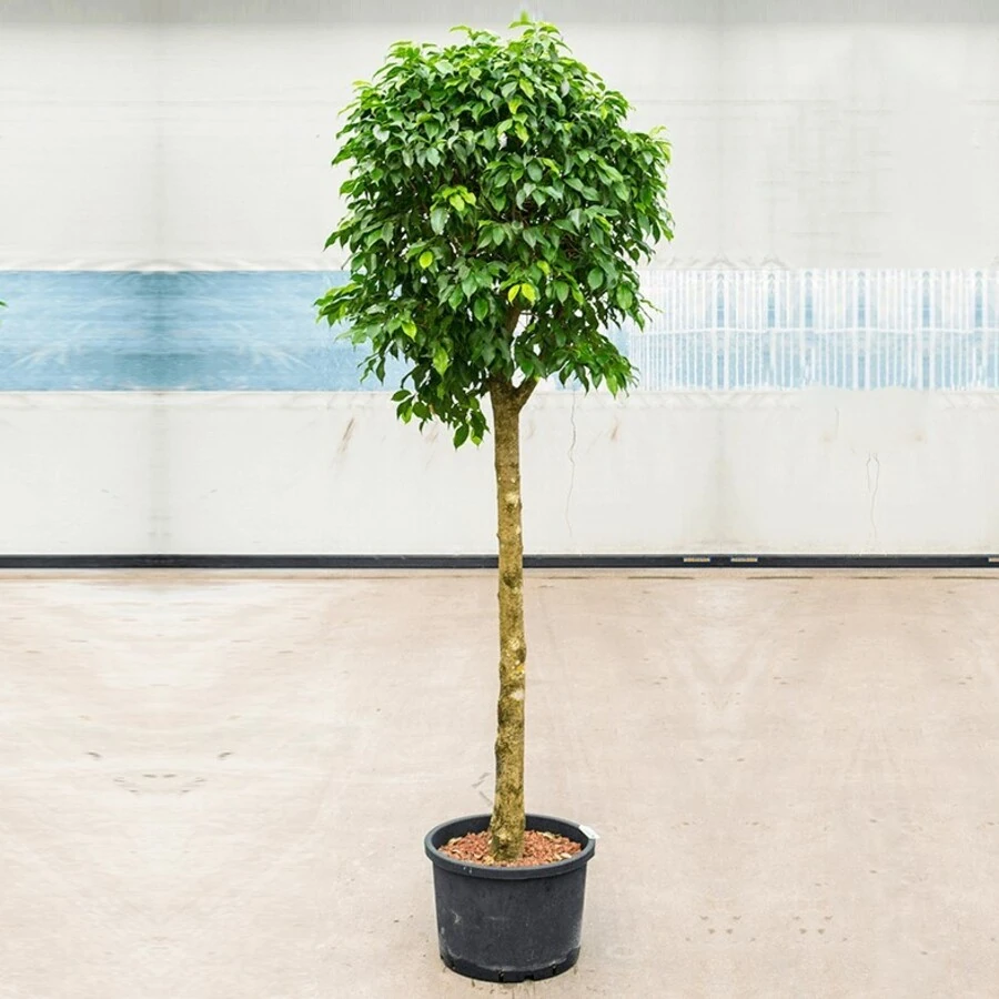 Фикус Нитида штамб Ficus Nitida on stem