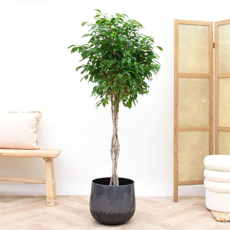 Фикус Бенджамина Нитида переплет Ficus Benjamina Nitida Twisted Stem