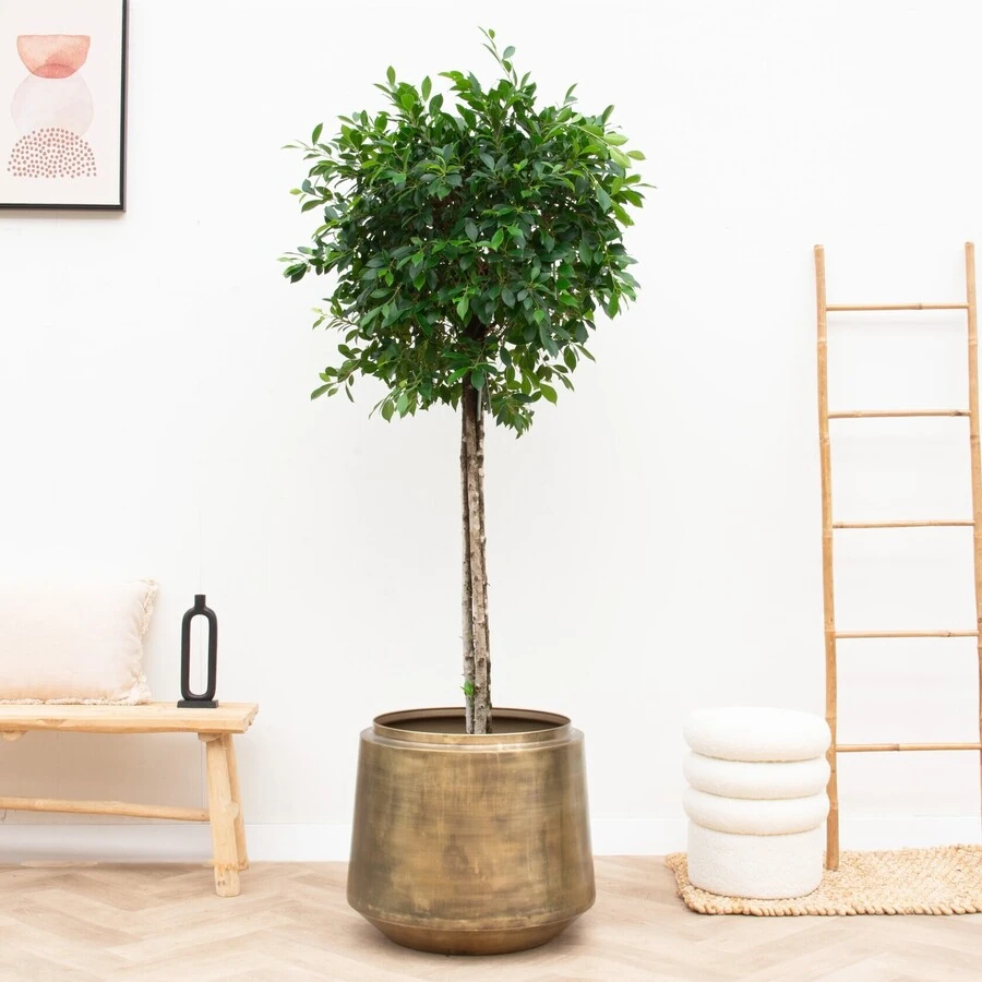 Фикус Бенджамина Нитида Ficus Benjamina Nitida on stem