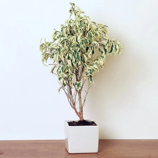 Фикус Бенджамина Старлайт Ficus Benjamina Starlight