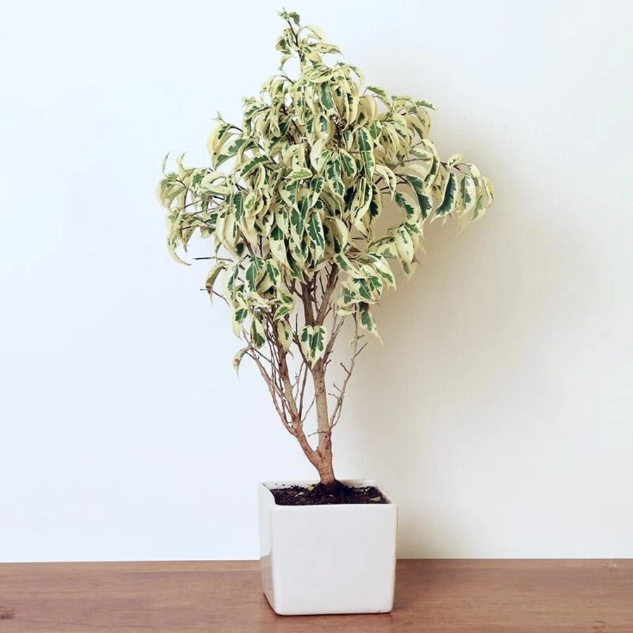 Фикус Бенджамина Старлайт Ficus Benjamina Starlight