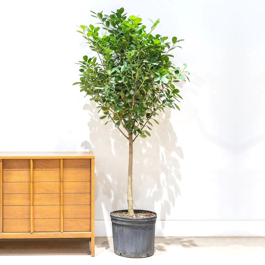 Фикус Микрокарпа Моклейм штамб Ficus Microcarpa Moсlame on stem