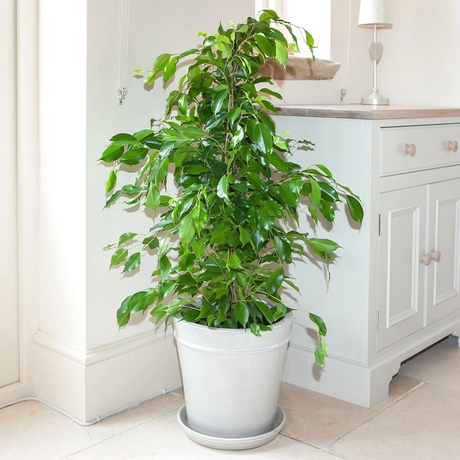 Фикус Бенджамина Экзотика Ficus Benjamina Exotica