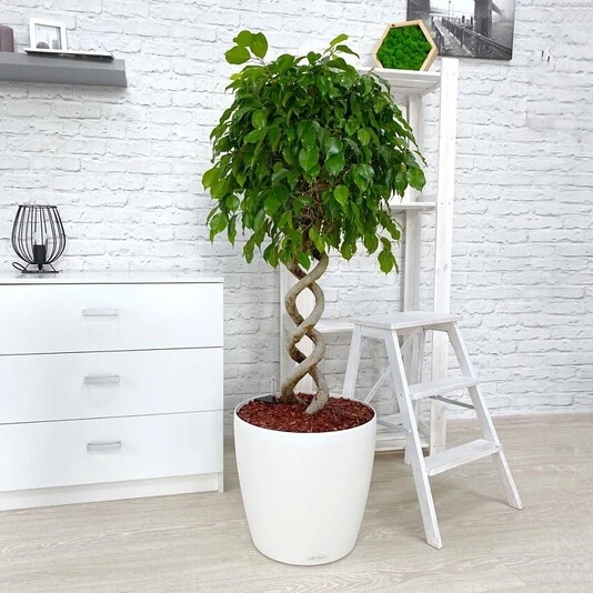 Фикус Бенжамина Экзотика двойная спираль Ficus Benjamina Exotica Double Spiral