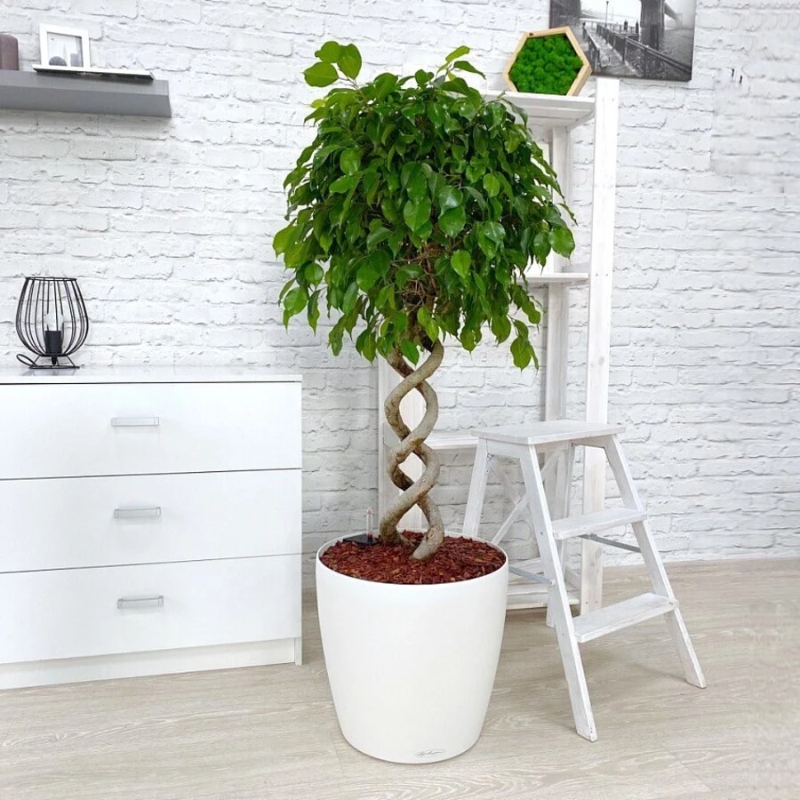 Фикус Бенжамина Экзотика двойная спираль Ficus Benjamina Exotica Double Spiral