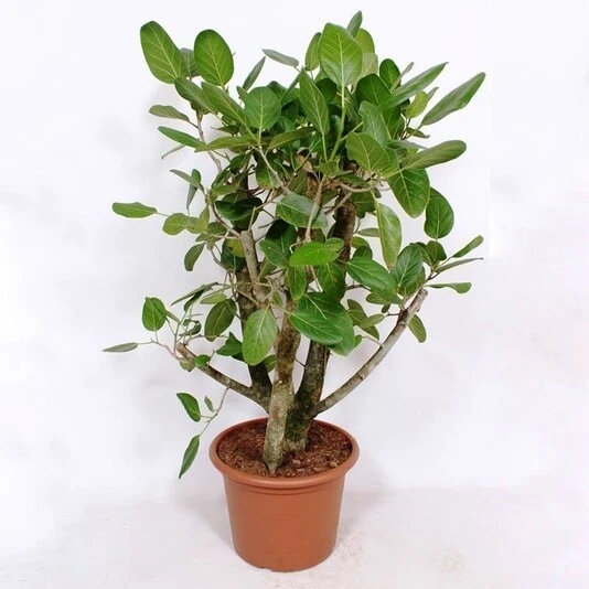 Фикус Бенгальский Бонсай Ficus Benghalensis Bonsai