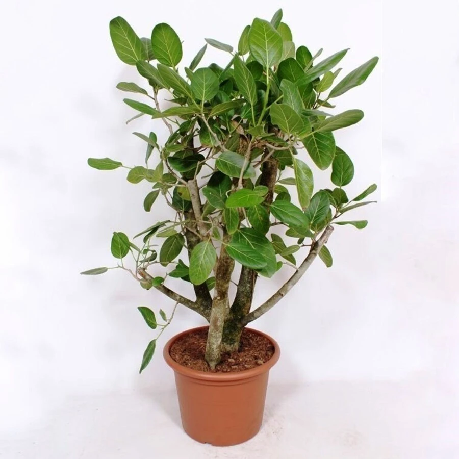 Фикус Бенгальский Бонсай Ficus Benghalensis Bonsai