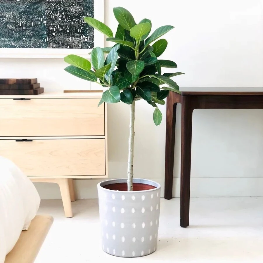 Фикус Бургунди штамб Ficus Burgundy on stem