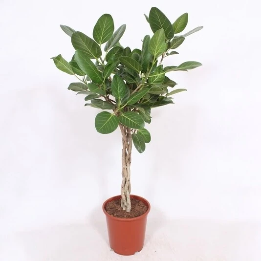 Фикус Бенгальский переплет Ficus Benghalensis Twisted Stem