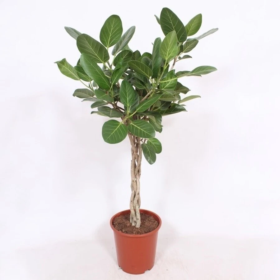 Фикус Бенгальский переплет Ficus Benghalensis Twisted Stem