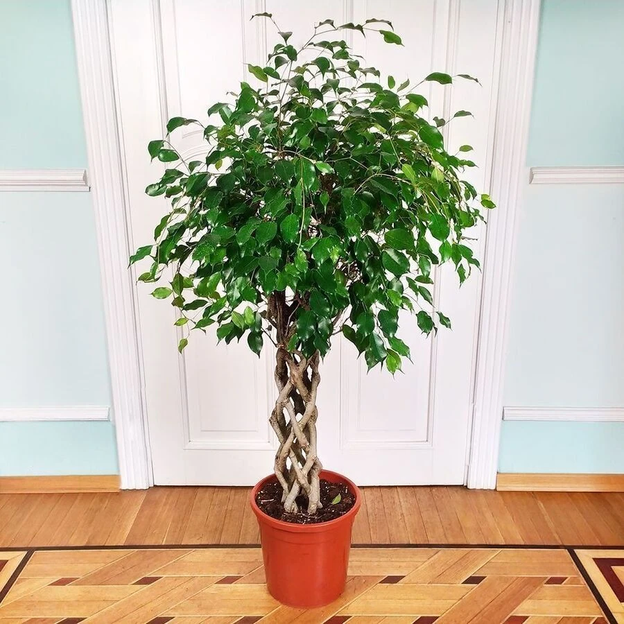 Фикус Бенджамина Экзотика цилиндр Ficus Benjamina Exotica Tube