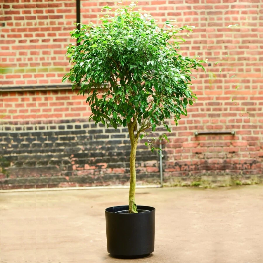 Фикус Бенжамина Экзотика штамб Ficus Benjamina Exotica on stem