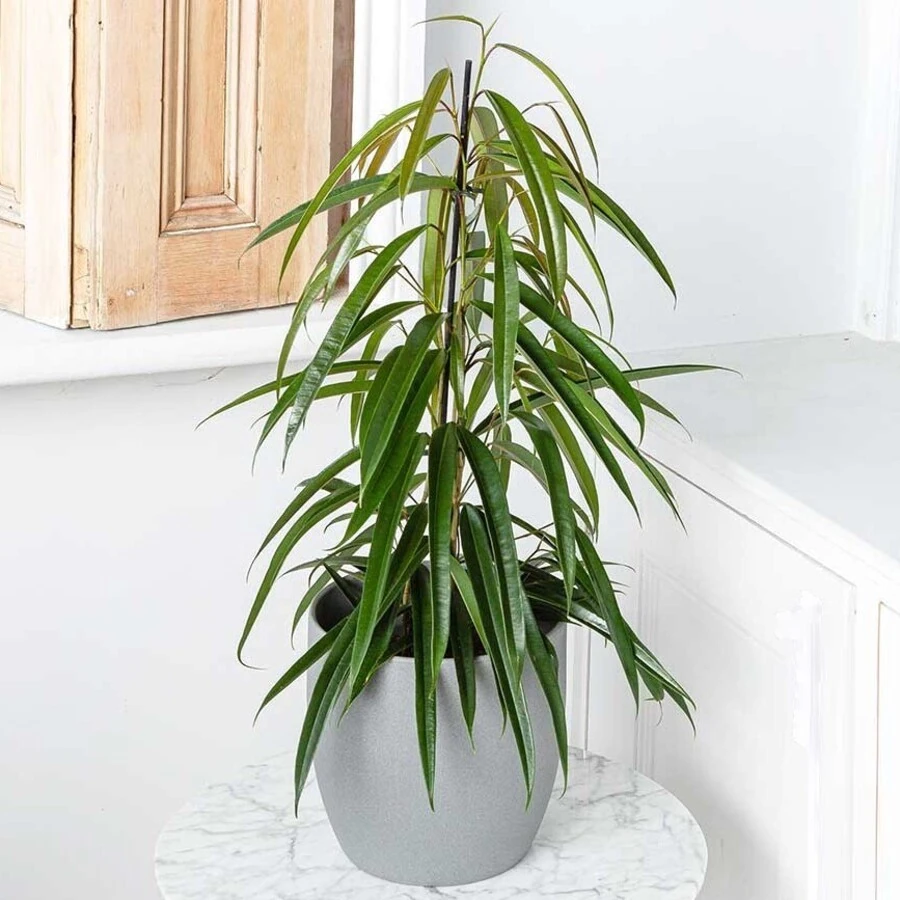 Фикус Бин Али Ficus Binnendijkii Alii