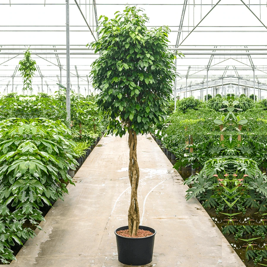 Фикус Нитида переплет Ficus Nitida Twisted Stem