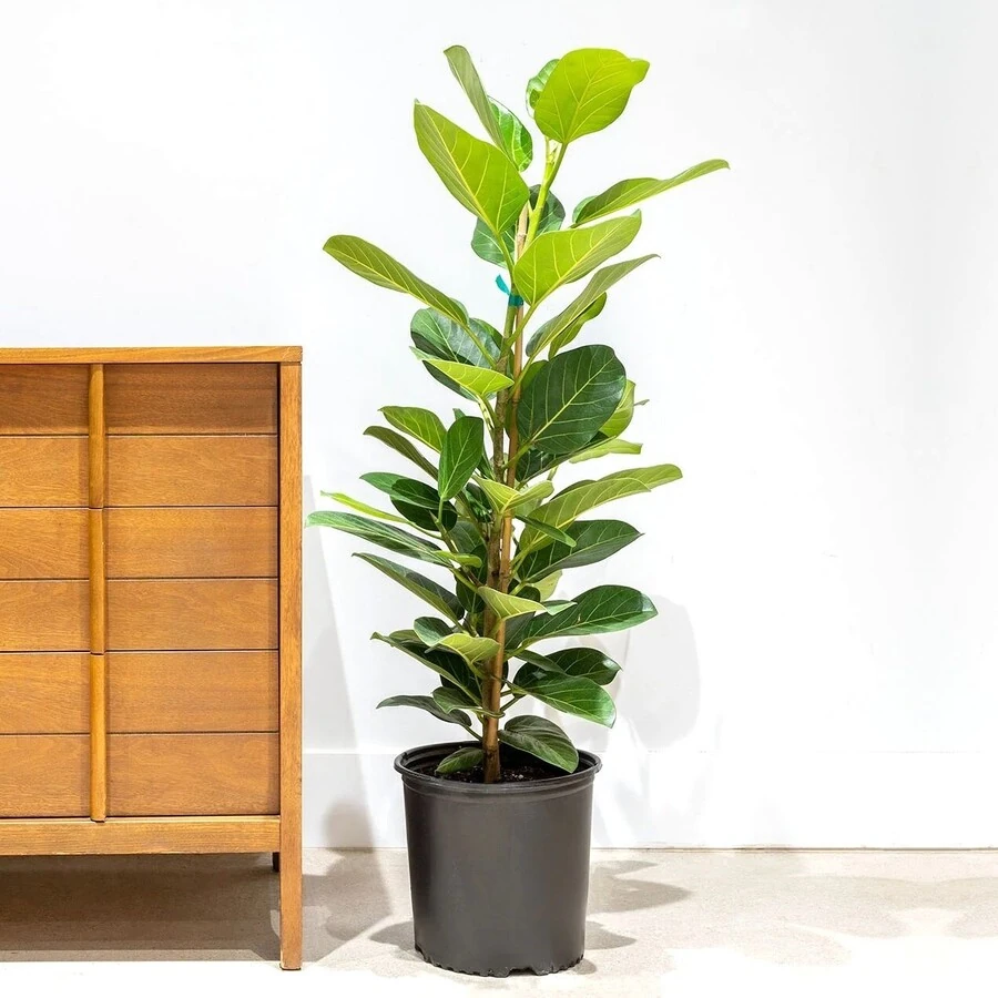 Фикус Бенгальский Одри Ficus Benghalensis Audrey