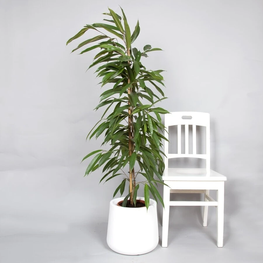Фикус Биннендийка Амстел Кинг Ficus Binnendijkii Amstel King