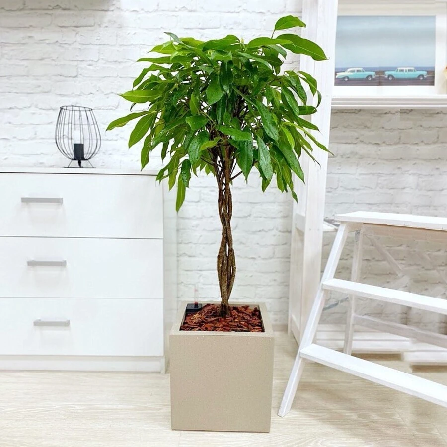 Фикус Биннендийка Амстел Кинг переплет Ficus Binnendijkii Amstel King Twisted Stem