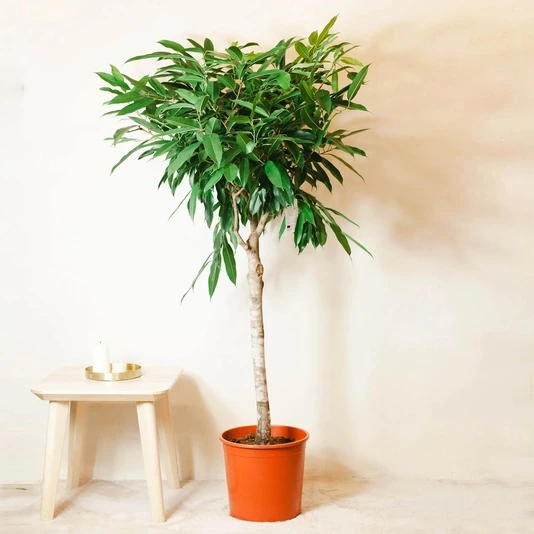 Фикус Биннендийка Амстел Кинг штамб Ficus Binnendijkii Amstel King on stem